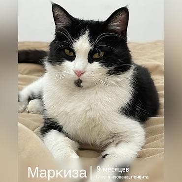 Кошка даром: Беспородная, 9 месяцев, Девочка, Кастрирована, Приучена к лотку, Проглистована