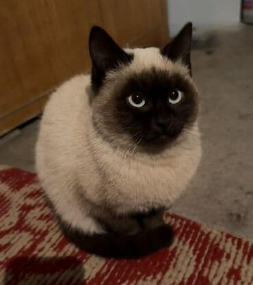 Аквариумы: Сиамская, 9 месяцев, Девочка, Приучена к лотку — 1