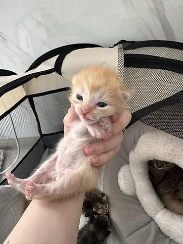 кара балта кошки: 11 месяцев, Девочка, Приучена к лотку, Проглистована — 5