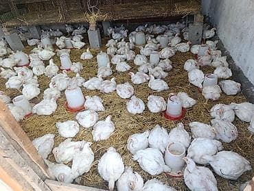 ящик металлические: Продаю | Куры | Бройлерная | На забой — 1