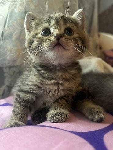 scottish fold: Котёнок тигровый табби - Порода/тип: короткошёрстный домашний — 4