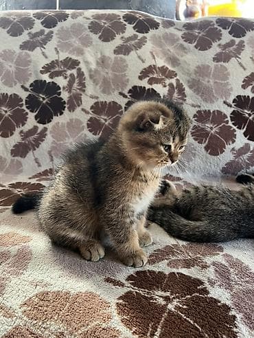 турецкая ангора кошка: - Возраст: 2,5 месяца - Окрас: табби с золотисто-коричневым тоном. - — 2