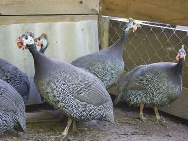 машины на продажу бишкек: Продаю | Петух, Куры — 3