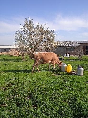 купить пчелосемью: Продаю | Корова (самка) | Для молока | Привязанные — 2