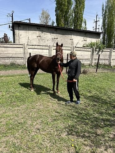 лошади жеребцы: Продаю | Конь (самец) | Конный спорт — 4