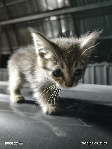 кот: Отдам котят в хорошие руки — 4