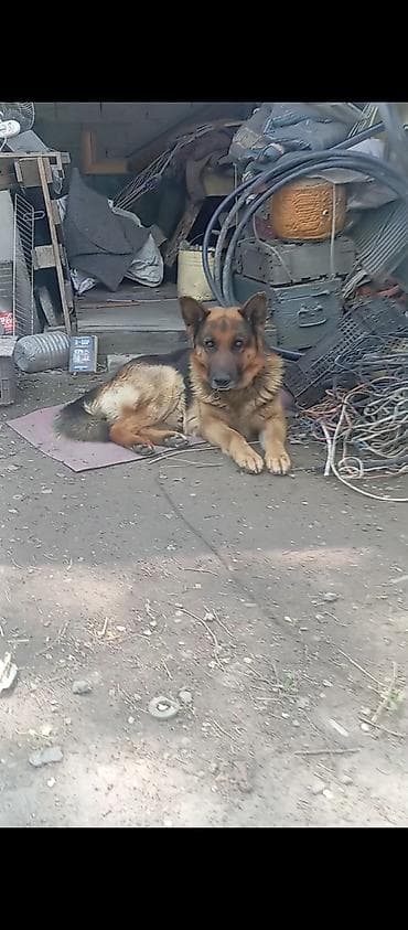 собаки овчарки: Немецкая овчарка, кобель. Классический окрас: черно-рыжий, густая — 1