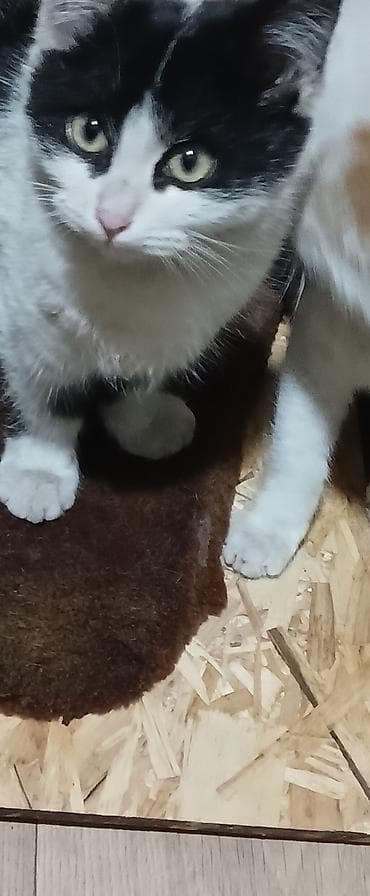 кошка жалал абад: Ищут дом два маленьких комочка. Мальчики.Возраст 3 м.Очень ласковые и — 2