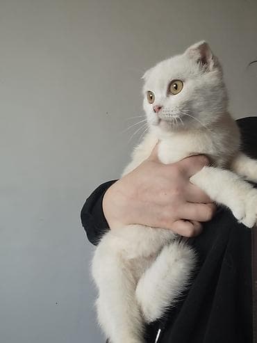 кошки в токмоке: Белые кошки с редким окрасом и выразительными янтарными глазами. На — 3