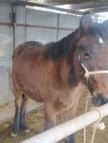 голуби животное: Продаю | Жеребец | Кара Жорго | На забой | Осеменитель — 3