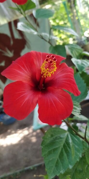 фитолампы для растений: Черенки цветка — 8