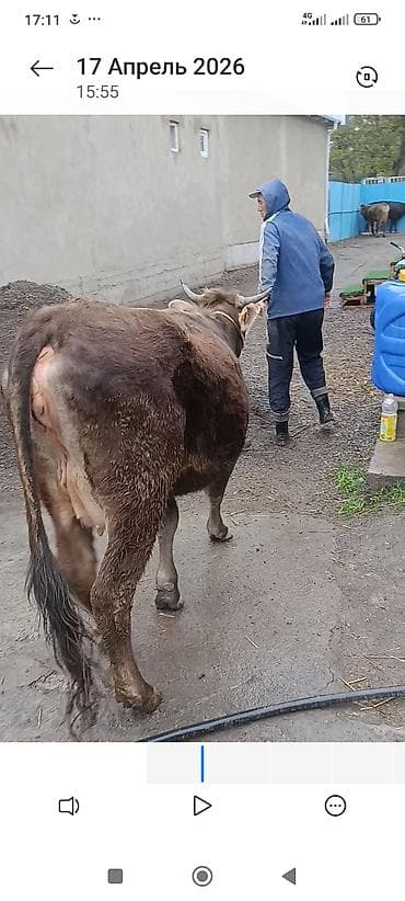 французский бульдог: Продаю | Корова (самка) | Для разведения — 2