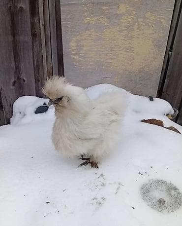 Ветеринар кызматы: Сатам | Тооктор, Короздор — 3