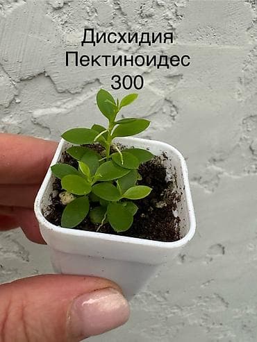 комнатные цветы оптом бишкек: Продаю хойи. Цены 250 - 300 сом — 6