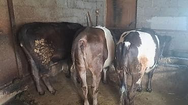 Продаю | Тёлка | Для разведения | Нетель