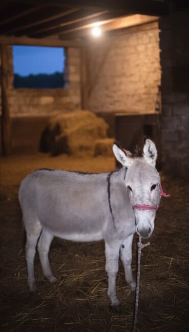 стаф сабака: Осёл серого окраса - Вид: домашний осёл - Окрас: светло‑серый с более — 1