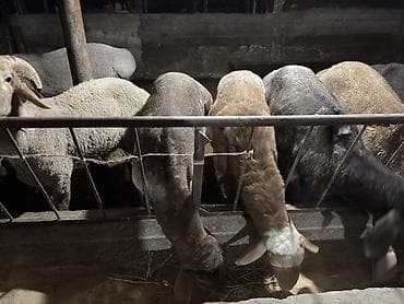 живой вес: Продаю | Баран (самец) | Гиссарская | На забой, Для разведения — 4