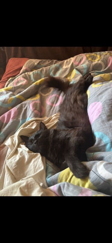 шотландская вислоухая длинношерстная кошка: Здравствуйте, отдаю кота в хорошие руки вместе с ним отдаю латок — 9