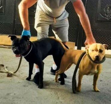 акустические системы athletic колонка в виде собак: Питбуль❤️ рр 2 года кабель Американский Питбуль терьер рабочего — 2