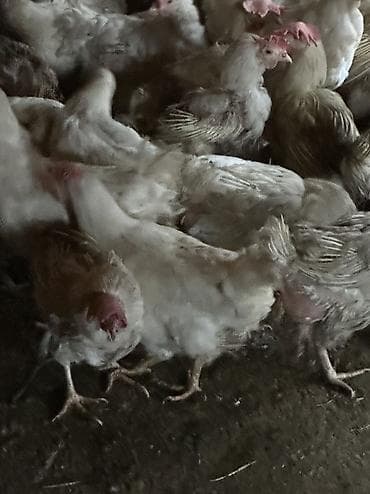 Продаю | Куры | Леггорн | Несушки