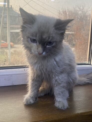 сколько стоит жеребенок купить: Котёнок с необычной окраской поинт (дымчато-серый с тёмной маской) — 4