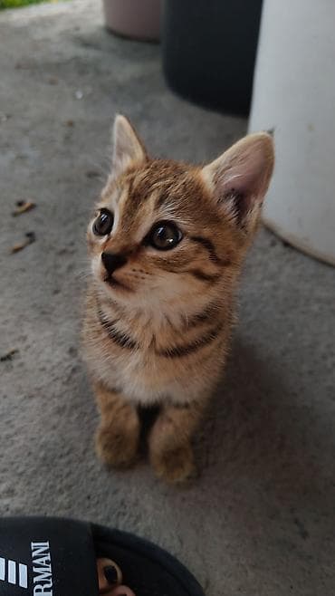 отдам кота даром: Котята, домашние, короткошёрстные. Описание: - Окрас: тигровые табби — 3