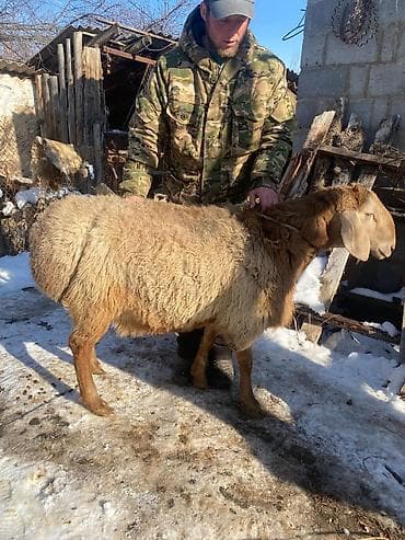 животные для дома: Продаю | Баран (самец) | Арашан — 2