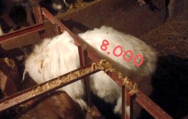 дом для кур: Продам баранов 5 и 2 коз откормленные на мясо мощные от 16.000 до — 3