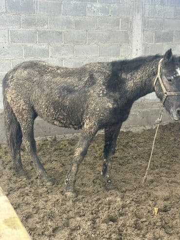 Продаю | Кобыла (самка) | Рабочий