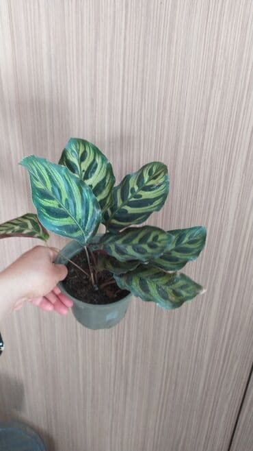 растения аквариумные купить: Другие комнатные растения — 10