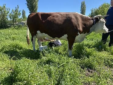 белгиский овчарка: Продаю | Корова (самка) | Голштин | Для молока | Племенные, Стельные — 2