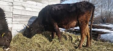 дойныйе коровы: Продаю | Тёлка | Полукровка | Для разведения | После отела — 5