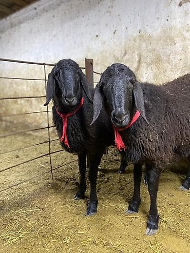 жирные лошади: Продаю | Овца (самка) | Для разведения | Племенные — 3
