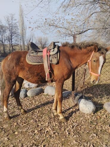 животные домашние: Продаю | Конь (самец) — 1