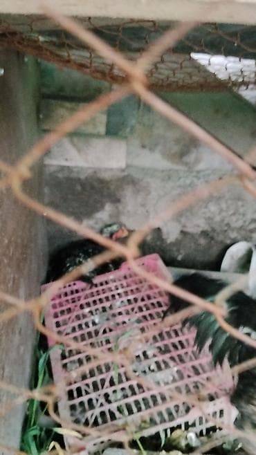 индоутка цыплята: Продаю | Куры | Домашняя | Несушки — 4