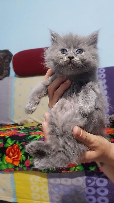 овчарка шенок: Шотландские котята: скоттиш-страйт и скоттиш-фолд - Окрас: сплошной — 9