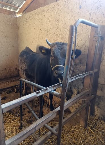 объявления о пропаже животных: Продаю | Корова (самка), Тёлка | Алатауская | Для разведения | Стельные, Не стельные — 1