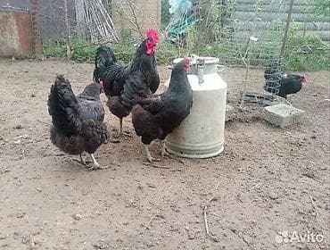 цыплята куры: Продаю | Куры | Домашняя | Несушки — 1