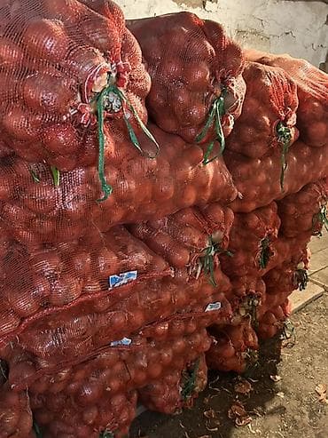 купить морковь: Лук Оптом, Бесплатная доставка — 1