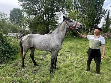 Продаю | Жеребец | Рабочий at lalafo.kg Продаю | Жеребец | Рабочий