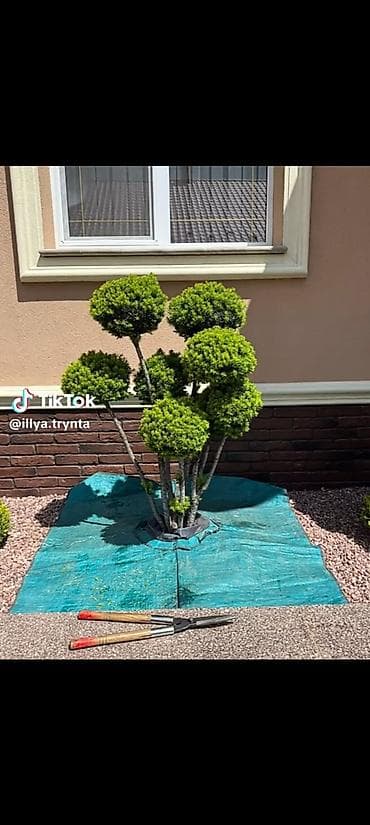 роторные касилка: Автоматический полив газона и настройка, капельный полив, обрезка — 6