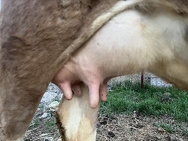 рабочий конь: Продаю | Корова (самка) | Для молока | После отела — 4