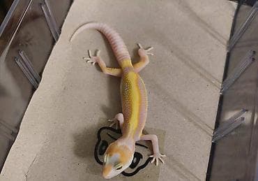 кой соебуз: Леопардовые гекконы (Eublepharis macularius) редких морф Описание: - — 5