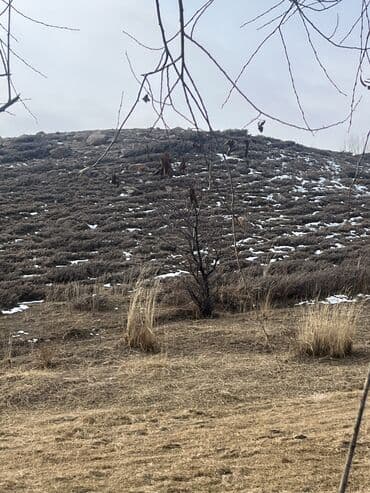 медерова советская: 8 соток, Для строительства, Красная книга — 5