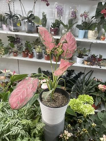 Сингониумы: Сингониум розовый (Syngonium podophyllum, розовая вариегатность) - — 1