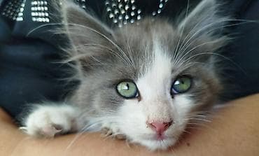 кошка белая: Отдам кошечку 1,5-2 месяца, пушистая добрая малышка серо-белого окраса — 2