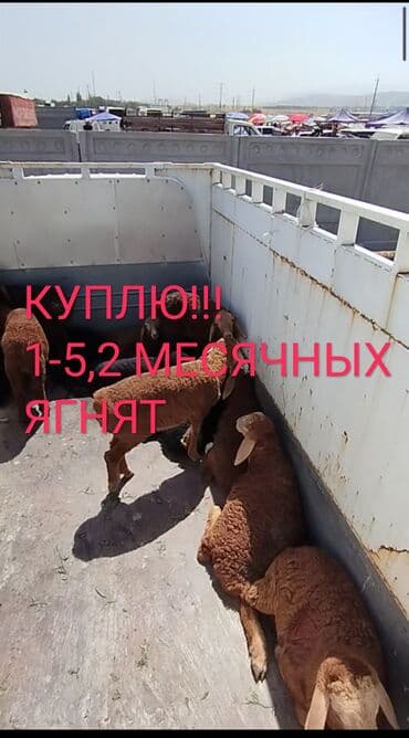 исык кол: Продаю | Ягненок — 1