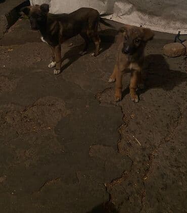 продам собаку: Овчарка, 2 месяца, Самка — 15