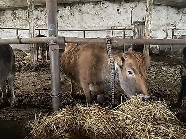 Продаю | Корова (самка), Тёлка