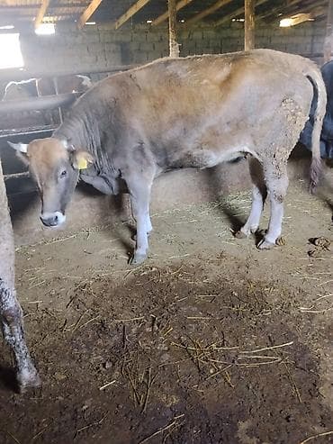 Продаю | Корова (самка) | Для молока | Привязанные